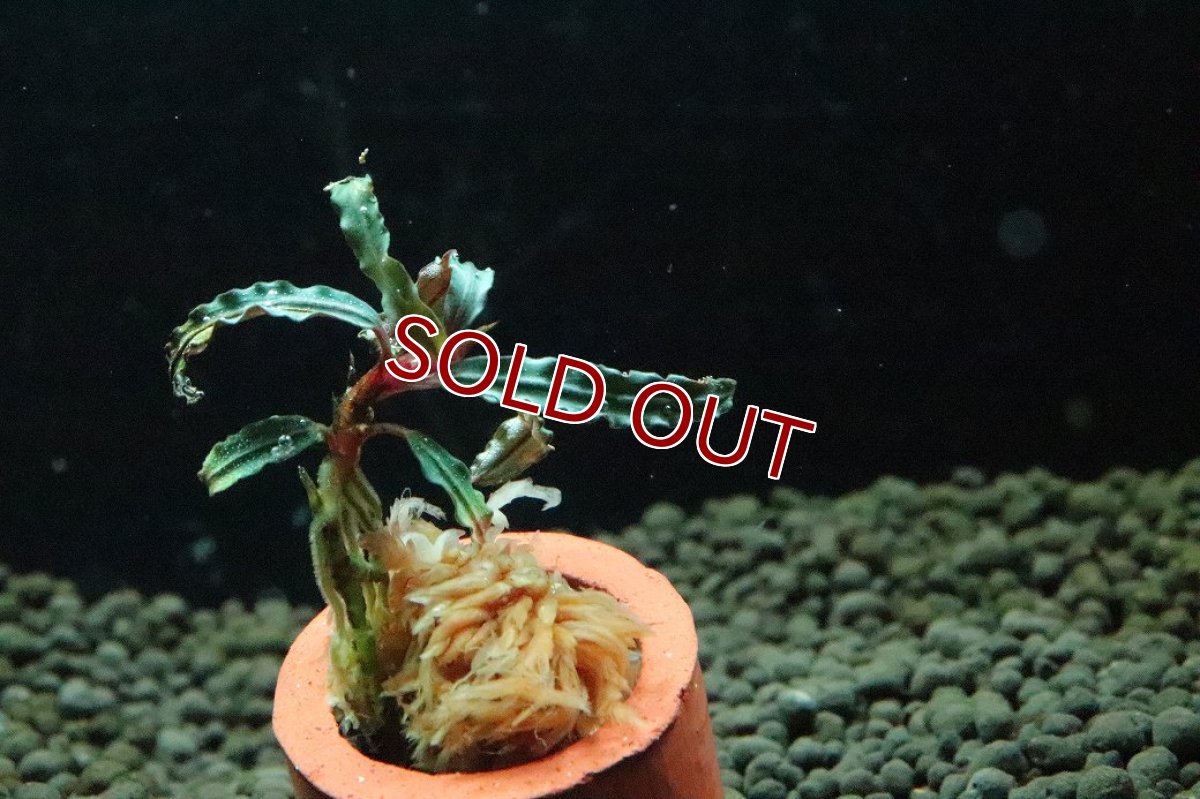 画像3: 【通販 水草】ブセファランドラ sp カテリナエ レッド(輸入品)【1株 サンプル画像】（陰性水草)（生体）（熱帯魚） (3)