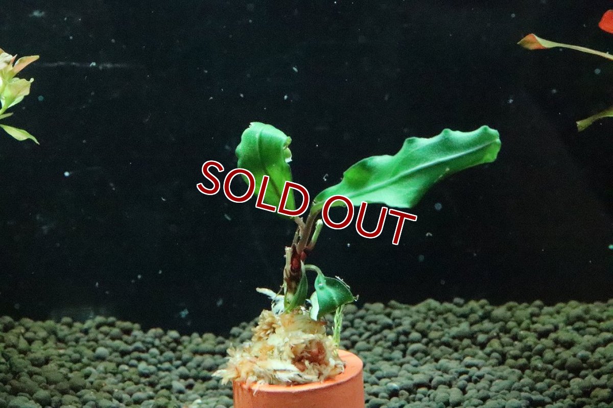 画像1: 【通販 水草】ブセファランドラ sp グリーンジェイド(輸入品)【1株 サンプル画像】（陰性水草)（生体）（熱帯魚） (1)