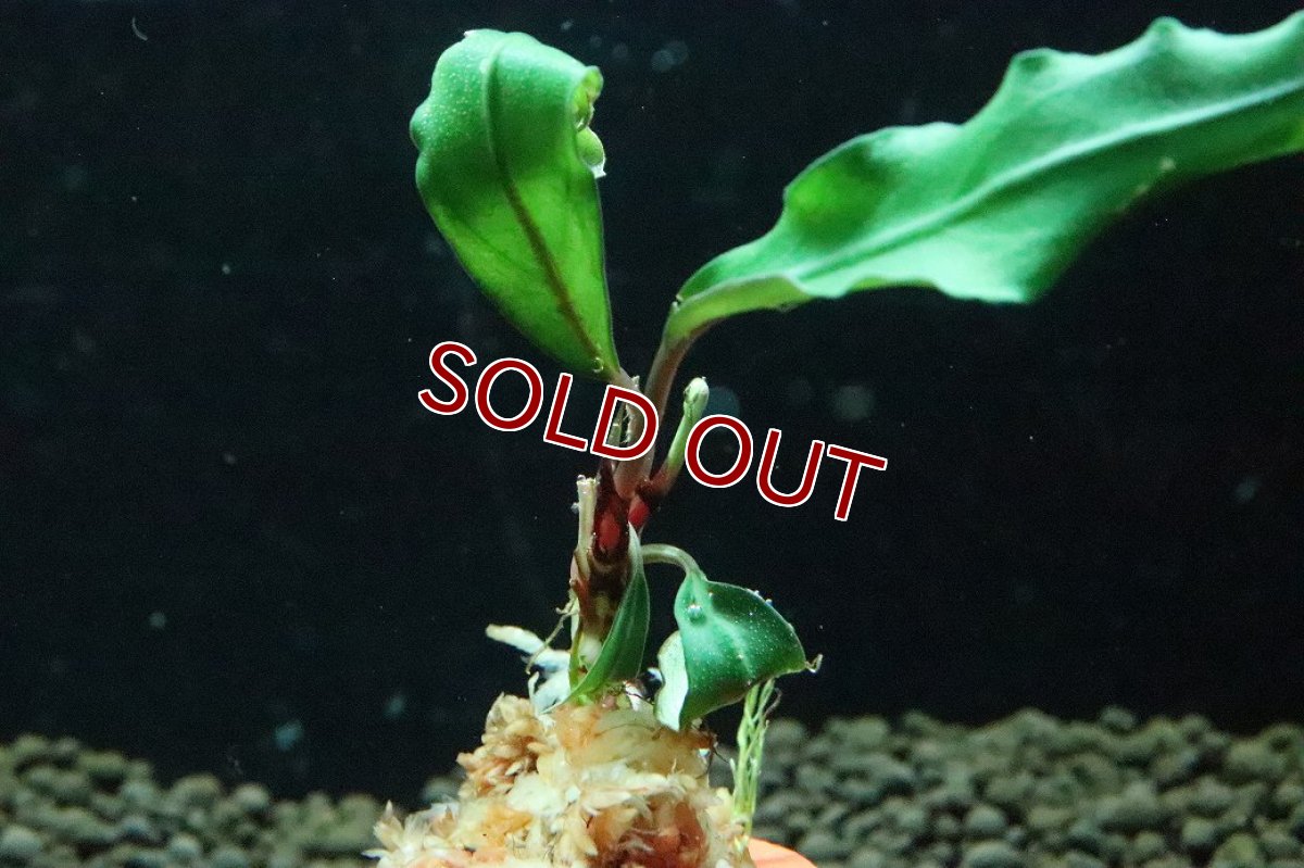 画像3: 【通販 水草】ブセファランドラ sp グリーンジェイド(輸入品)【1株 サンプル画像】（陰性水草)（生体）（熱帯魚） (3)