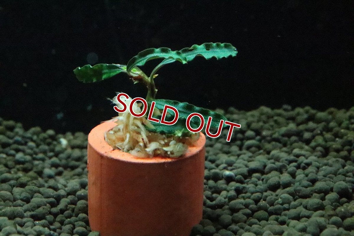 画像2: 【通販 水草】ブセファランドラ sp ダークベルベット(輸入品)【1株 サンプル画像】（陰性水草)（生体）（熱帯魚） (2)