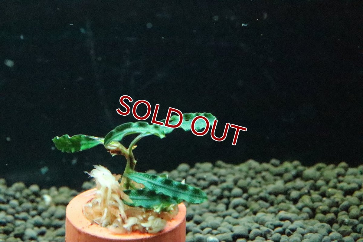 画像3: 【通販 水草】ブセファランドラ sp ダークベルベット(輸入品)【1株 サンプル画像】（陰性水草)（生体）（熱帯魚） (3)