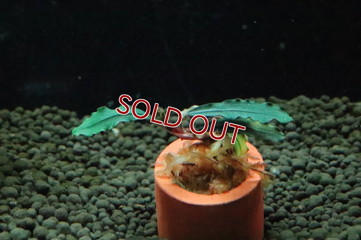 画像1: 【通販 水草】ブセファランドラ sp チェリッシュ(輸入品)【1株 サンプル画像】（陰性水草)（生体）（熱帯魚） (1)