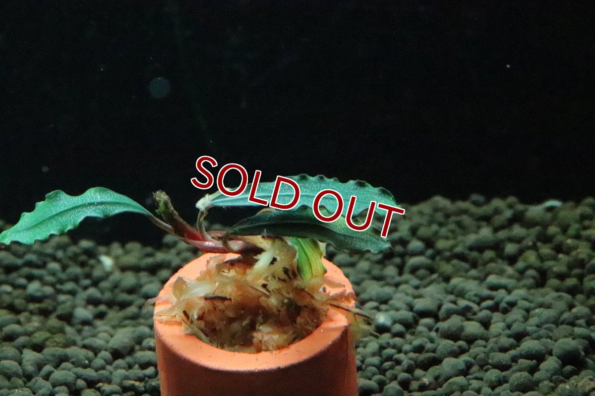 画像2: 【通販 水草】ブセファランドラ sp チェリッシュ(輸入品)【1株 サンプル画像】（陰性水草)（生体）（熱帯魚） (2)