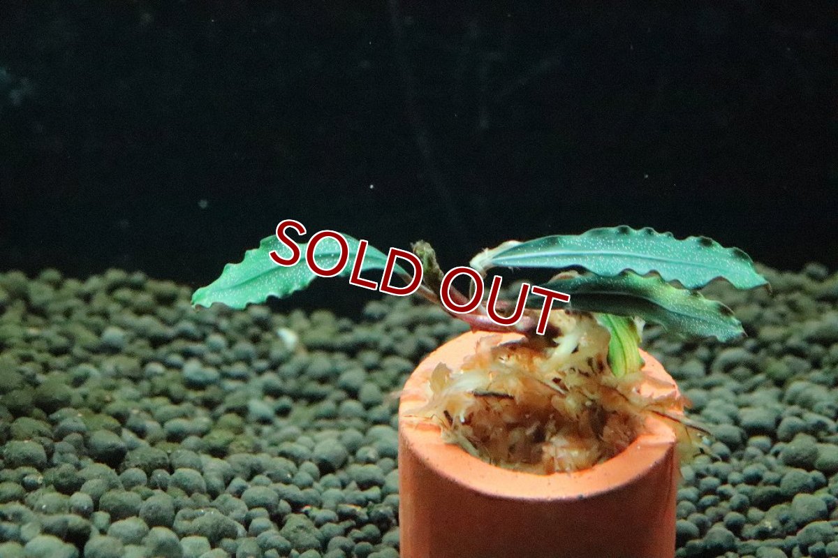 画像3: 【通販 水草】ブセファランドラ sp チェリッシュ(輸入品)【1株 サンプル画像】（陰性水草)（生体）（熱帯魚） (3)