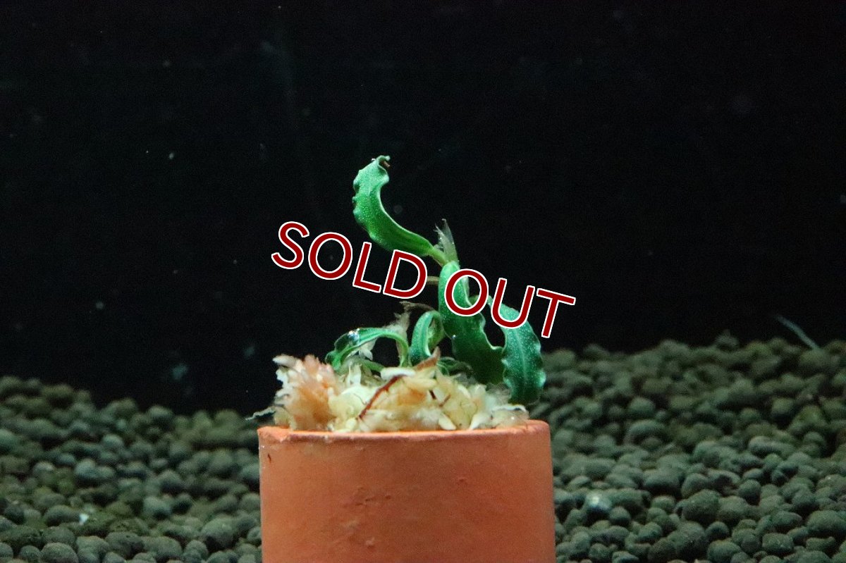 画像1: 【通販 水草】ブセファランドラ sp ブラウニーADINDA(輸入品)【1株 サンプル画像】（陰性水草)（生体）（熱帯魚） (1)