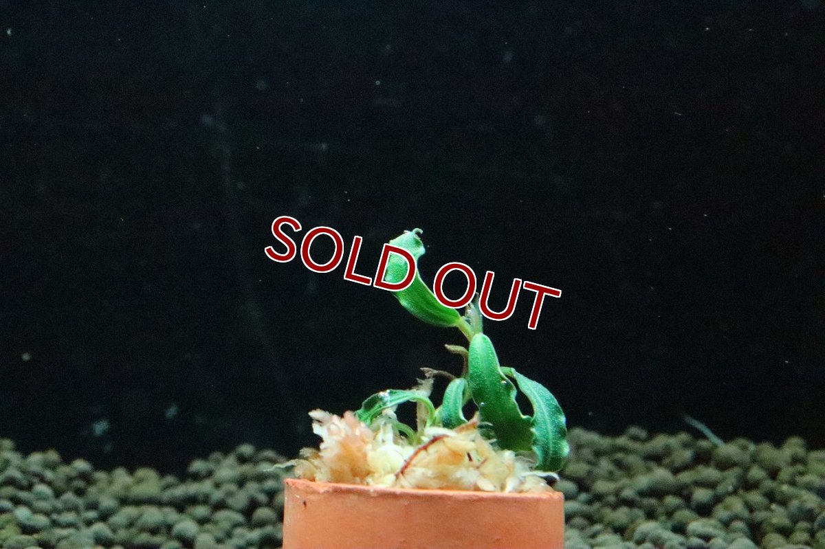 画像2: 【通販 水草】ブセファランドラ sp ブラウニーADINDA(輸入品)【1株 サンプル画像】（陰性水草)（生体）（熱帯魚） (2)