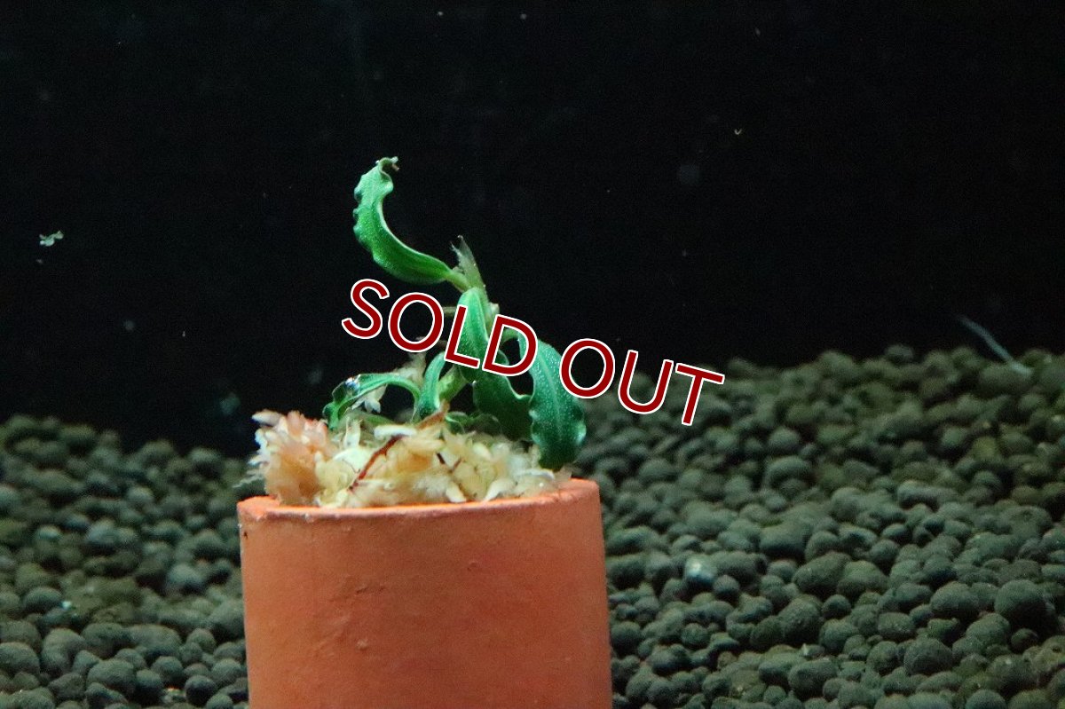 画像3: 【通販 水草】ブセファランドラ sp ブラウニーADINDA(輸入品)【1株 サンプル画像】（陰性水草)（生体）（熱帯魚） (3)