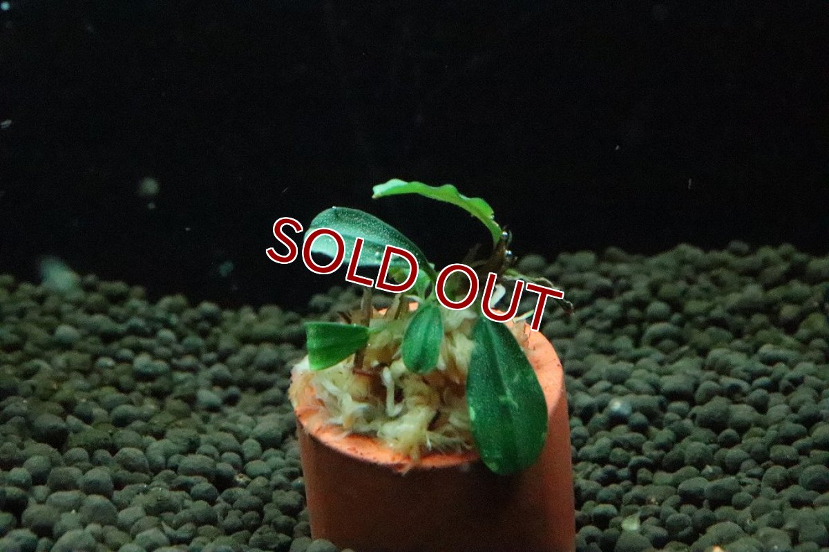 画像1: 【10%OFF対象商品30周年セール】【通販 水草】ブセファランドラ sp アップルリーフ(輸入品)【1株 サンプル画像】（陰性水草)（生体）（熱帯魚） (1)