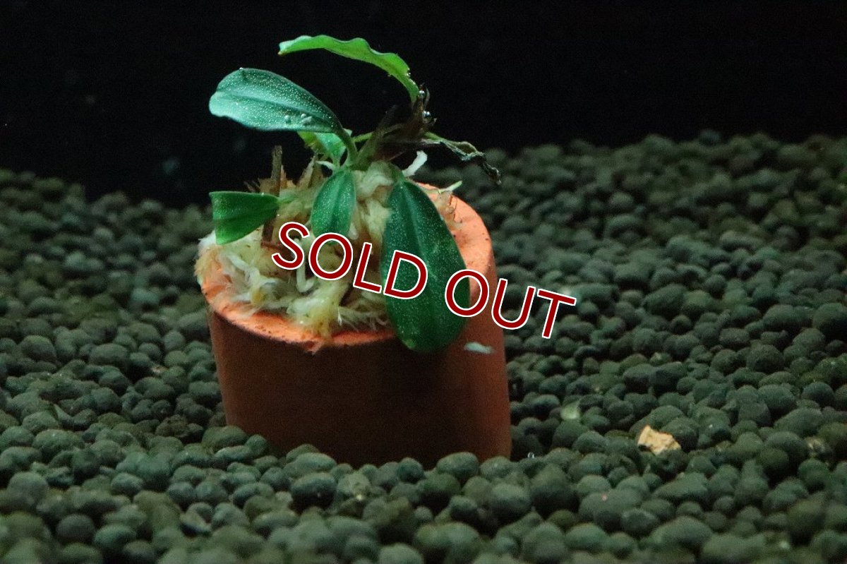 画像3: 【10%OFF対象商品30周年セール】【通販 水草】ブセファランドラ sp アップルリーフ(輸入品)【1株 サンプル画像】（陰性水草)（生体）（熱帯魚） (3)