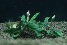 画像1: 【通販 水草】国産 ブセファランドラ sp クアラクアヤン1(無農薬)【1株 サンプル画像】（陰性水草)（生体）（熱帯魚） (1)