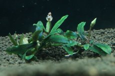 画像2: 【通販 水草】国産 ブセファランドラ sp クアラクアヤン1(無農薬)【1株 サンプル画像】（陰性水草)（生体）（熱帯魚） (2)