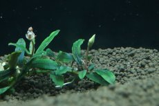 画像3: 【通販 水草】国産 ブセファランドラ sp クアラクアヤン1(無農薬)【1株 サンプル画像】（陰性水草)（生体）（熱帯魚） (3)