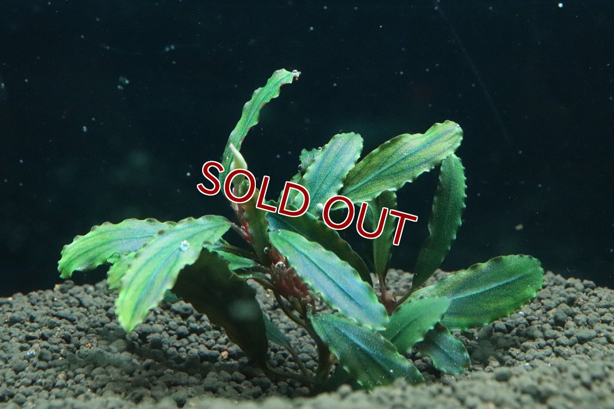 画像1: 【通販 水草】国産 ブセファランドラ sp クアラクアヤン2(無農薬)【1株 サンプル画像】（陰性水草)（生体）（熱帯魚） (1)