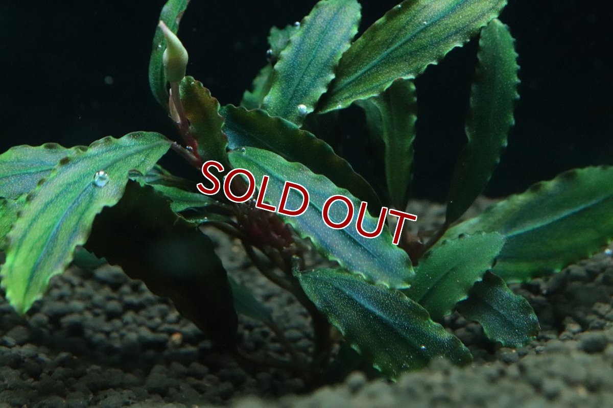 画像3: 【通販 水草】国産 ブセファランドラ sp クアラクアヤン2(無農薬)【1株 サンプル画像】（陰性水草)（生体）（熱帯魚） (3)