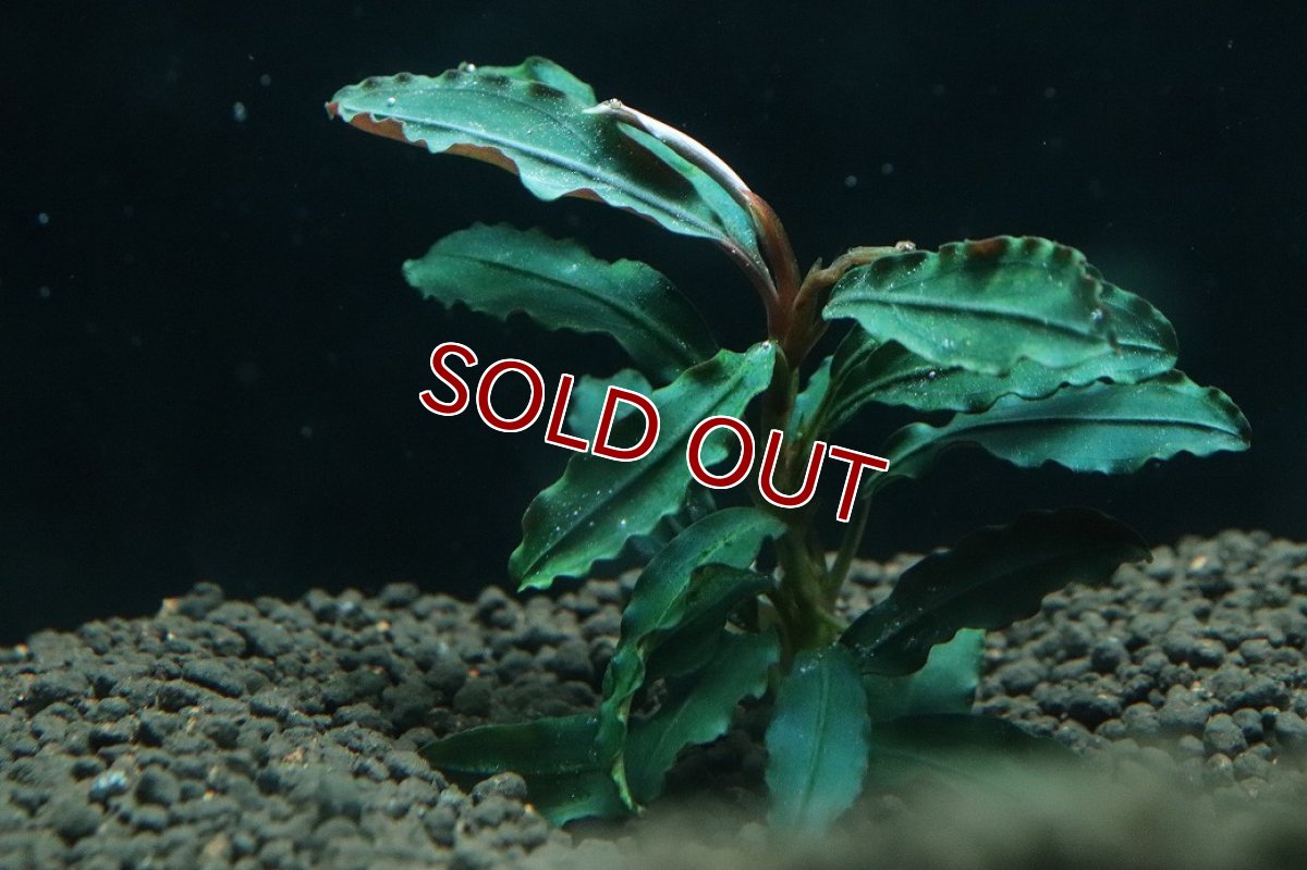 画像3: 【10%OFF対象商品30周年セール】【通販 水草】国産 ブセファランドラ sp マイヤ(無農薬)【1株 サンプル画像】（陰性水草)（生体）（熱帯魚） (3)