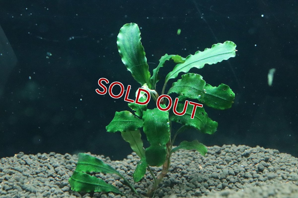 画像1: 【通販 水草】国産 ブセファランドラ sp シンタン(無農薬)【1株 サンプル画像】（陰性水草)（生体）（熱帯魚） (1)