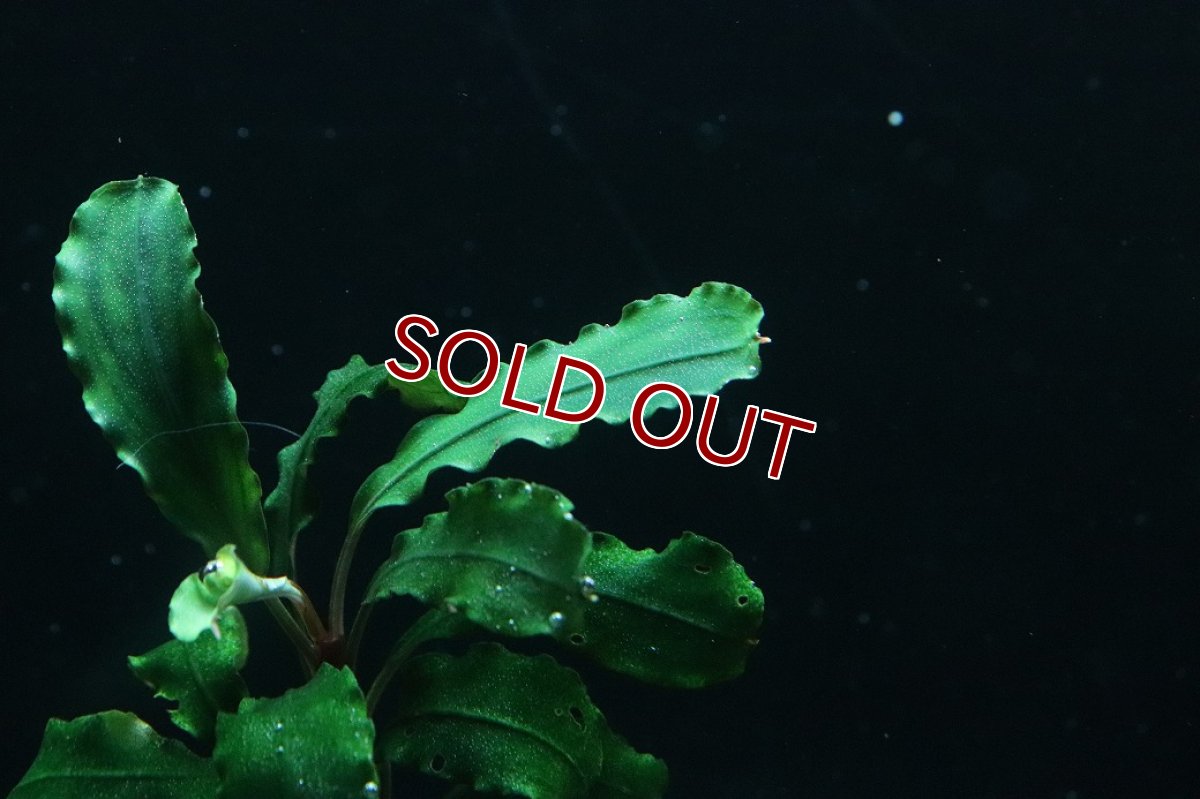 画像2: 【通販 水草】国産 ブセファランドラ sp シンタン(無農薬)【1株 サンプル画像】（陰性水草)（生体）（熱帯魚） (2)