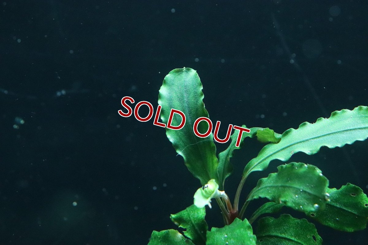 画像3: 【通販 水草】国産 ブセファランドラ sp シンタン(無農薬)【1株 サンプル画像】（陰性水草)（生体）（熱帯魚） (3)