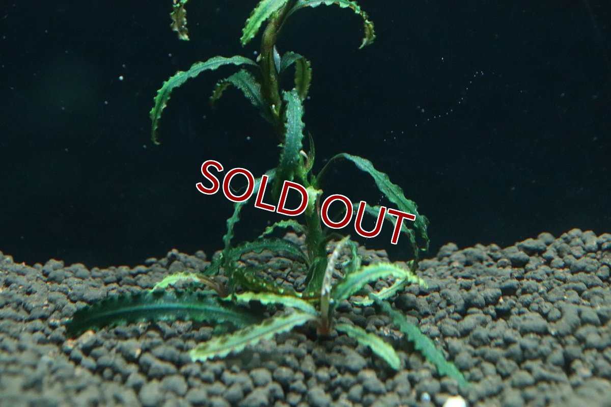 画像1: 【通販 水草】国産 ブセファランドラ sp カユラピス(無農薬)【1株 サンプル画像】（陰性水草)（生体）（熱帯魚） (1)