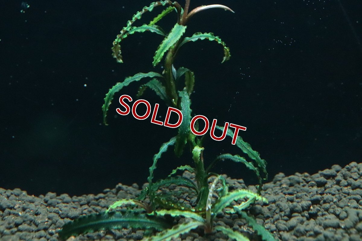 画像2: 【通販 水草】国産 ブセファランドラ sp カユラピス(無農薬)【1株 サンプル画像】（陰性水草)（生体）（熱帯魚） (2)