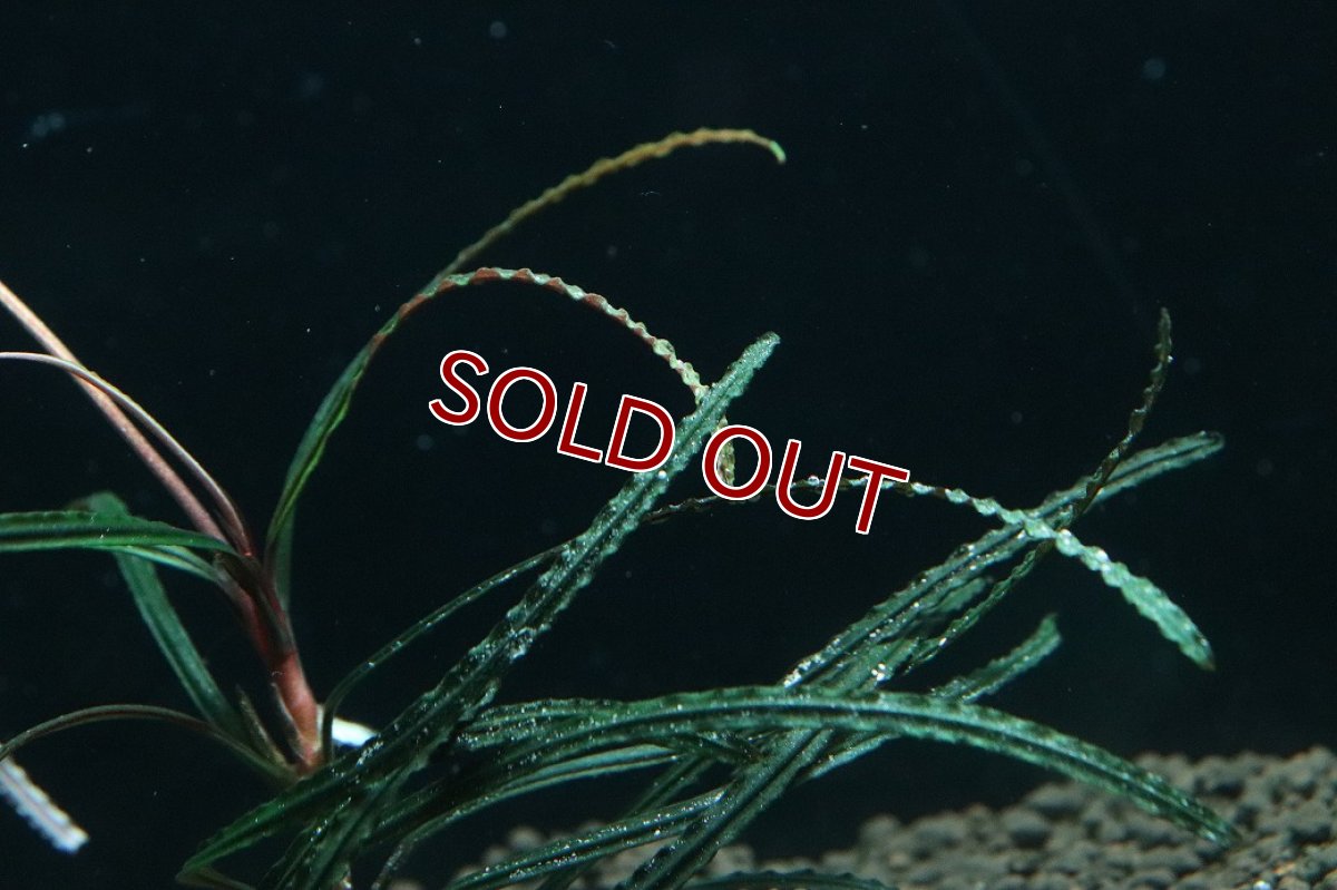 画像2: 【通販 水草】国産 ブセファランドラ sp ベリンダマ(無農薬)【1株 サンプル画像】（陰性水草)（生体）（熱帯魚） (2)