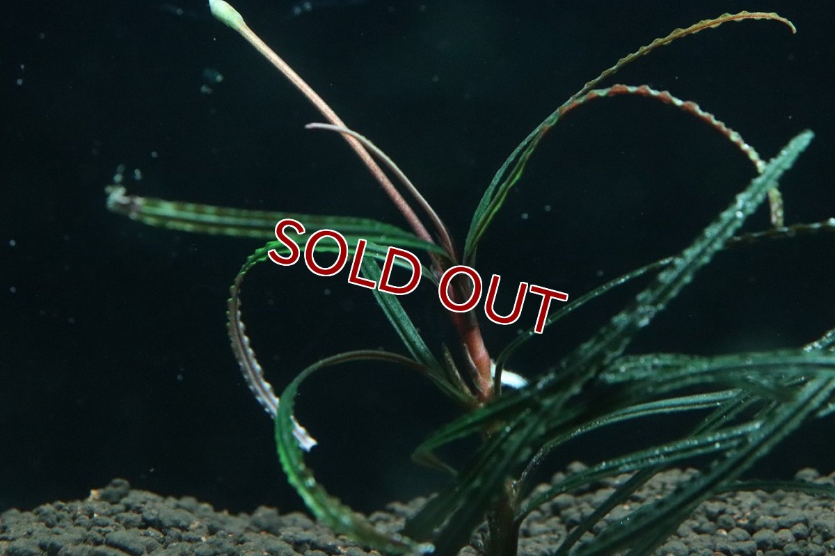 画像3: 【通販 水草】国産 ブセファランドラ sp ベリンダマ(無農薬)【1株 サンプル画像】（陰性水草)（生体）（熱帯魚） (3)