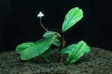 画像1: 【通販 水草】国産 ブセファランドラ sp シャイングリーン(無農薬)【1株 サンプル画像】（陰性水草)（生体）（熱帯魚） (1)