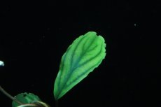 画像2: 【通販 水草】国産 ブセファランドラ sp シャイングリーン(無農薬)【1株 サンプル画像】（陰性水草)（生体）（熱帯魚） (2)