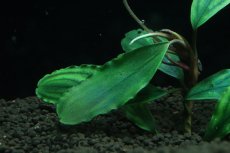 画像3: 【通販 水草】国産 ブセファランドラ sp シャイングリーン(無農薬)【1株 サンプル画像】（陰性水草)（生体）（熱帯魚） (3)