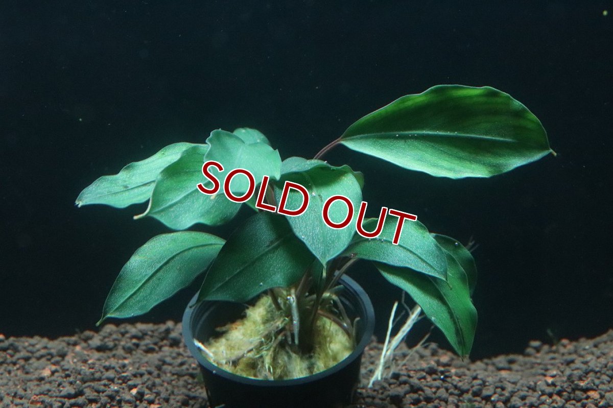 画像1: 【通販 水草】ブセファランドラ sp ディープブルー(輸入品)【1ポット サンプル画像】（陰性水草)（生体）（熱帯魚） (1)