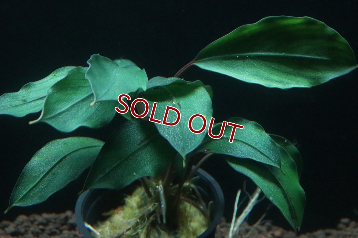 画像2: 【通販 水草】ブセファランドラ sp ディープブルー(輸入品)【1ポット サンプル画像】（陰性水草)（生体）（熱帯魚） (2)