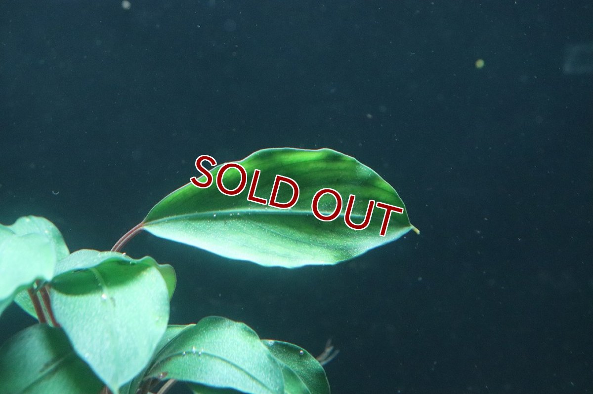 画像3: 【通販 水草】ブセファランドラ sp ディープブルー(輸入品)【1ポット サンプル画像】（陰性水草)（生体）（熱帯魚） (3)