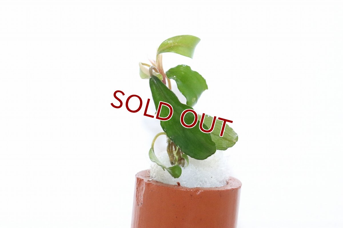 画像1: 【10%OFF対象商品30周年セール】【通販 水草】ブセファランドラ sp CENTIPEDE(輸入品)【1株 サンプル画像】（陰性水草)（生体）（熱帯魚） (1)