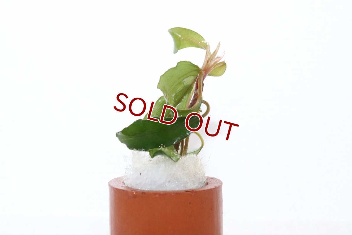 画像2: 【10%OFF対象商品30周年セール】【通販 水草】ブセファランドラ sp CENTIPEDE(輸入品)【1株 サンプル画像】（陰性水草)（生体）（熱帯魚） (2)