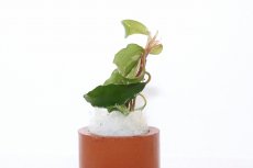 画像2: 【通販 水草】ブセファランドラ sp CENTIPEDE(輸入品)【1株 サンプル画像】（陰性水草)（生体）（熱帯魚） (2)