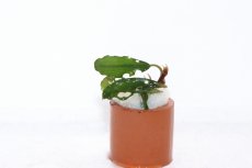 画像3: 【通販 水草】ブセファランドラ sp CENTIPEDE(輸入品)【1株 サンプル画像】（陰性水草)（生体）（熱帯魚） (3)