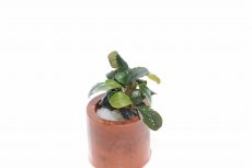 画像1: 【通販 水草】ブセファランドラ sp パンドラクイーン(輸入品)【1株 サンプル画像】（陰性水草)（生体）（熱帯魚） (1)