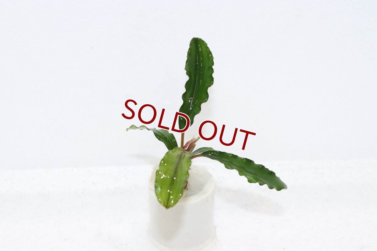 画像1: 【通販 水草】ブセファランドラ sp アルテミス(輸入品)【1株 サンプル画像】（陰性水草)（生体）（熱帯魚） (1)