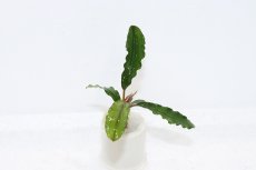 画像1: 【通販 水草】ブセファランドラ sp アルテミス(輸入品)【1株 サンプル画像】（陰性水草)（生体）（熱帯魚） (1)