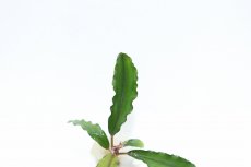 画像2: 【通販 水草】ブセファランドラ sp アルテミス(輸入品)【1株 サンプル画像】（陰性水草)（生体）（熱帯魚） (2)