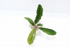 画像3: 【通販 水草】ブセファランドラ sp アルテミス(輸入品)【1株 サンプル画像】（陰性水草)（生体）（熱帯魚） (3)