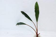 画像1: 【通販 水草】ブセファランドラ sp シルバーイーグルレッド(輸入品)【1株 サンプル画像】（陰性水草)（生体）（熱帯魚） (1)