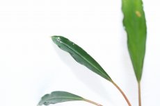 画像2: 【通販 水草】ブセファランドラ sp シルバーイーグルレッド(輸入品)【1株 サンプル画像】（陰性水草)（生体）（熱帯魚） (2)