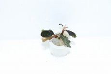 画像1: 【通販 水草】ブセファランドラ sp レッドセントラル(輸入品)【1株 サンプル画像】（陰性水草)（生体）（熱帯魚） (1)