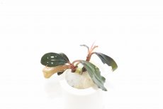 画像3: 【通販 水草】ブセファランドラ sp レッドセントラル(輸入品)【1株 サンプル画像】（陰性水草)（生体）（熱帯魚） (3)