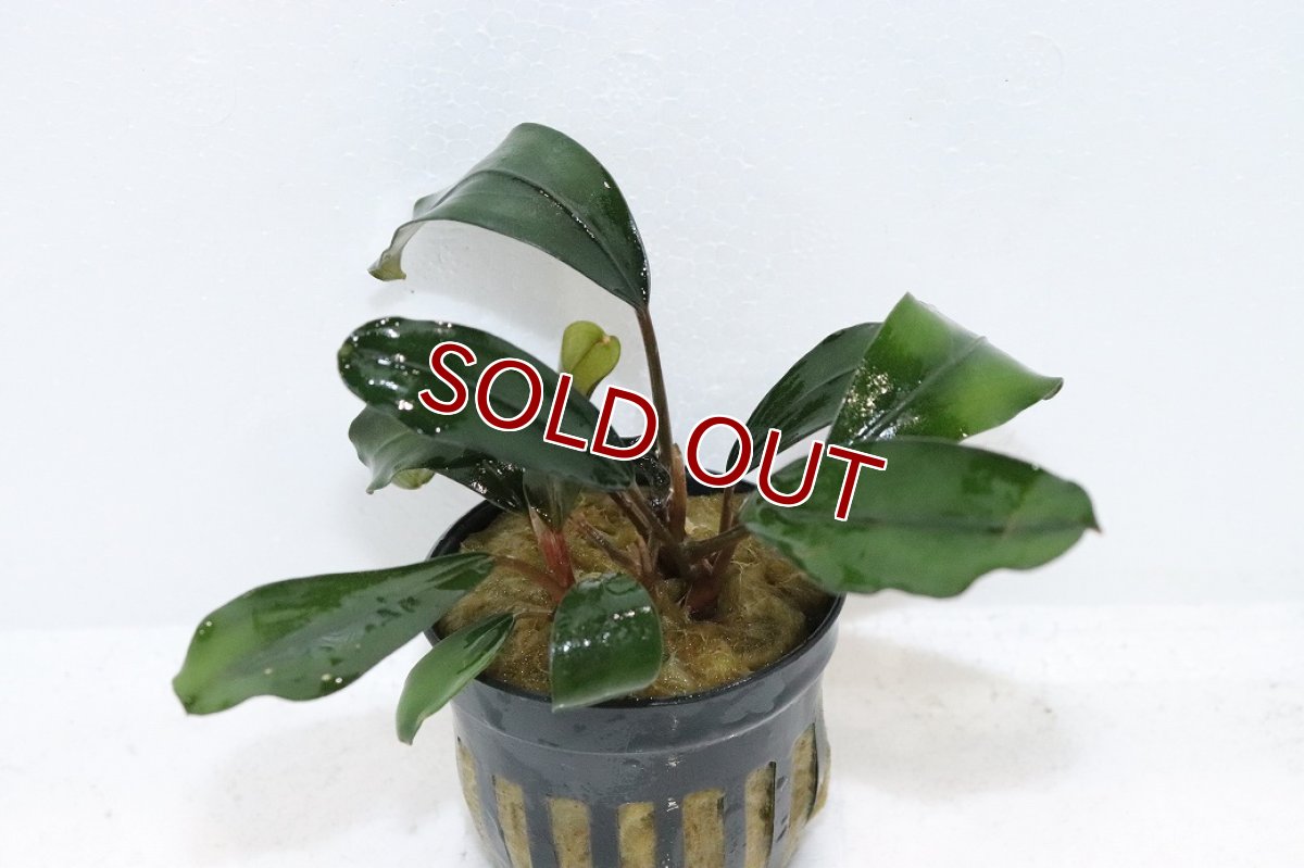 画像1: 【30%OFF対象商品30周年セール 水草】【通販 水草】ブセファランドラ sp グリーンブロードリーフ(輸入品)【1ポット サンプル画像】（陰性水草)（生体）（熱帯魚） (1)