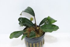 画像1: 【通販 水草】ブセファランドラ sp グリーンブロードリーフ(輸入品)【1ポット サンプル画像】（陰性水草)（生体）（熱帯魚） (1)