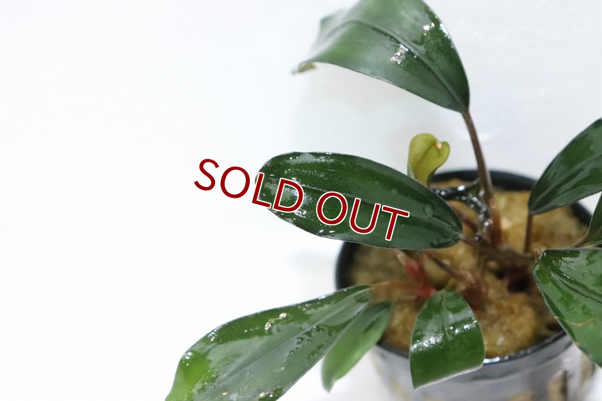 画像2: 【30%OFF対象商品30周年セール 水草】【通販 水草】ブセファランドラ sp グリーンブロードリーフ(輸入品)【1ポット サンプル画像】（陰性水草)（生体）（熱帯魚） (2)