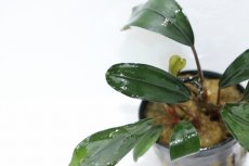 画像2: 【通販 水草】ブセファランドラ sp グリーンブロードリーフ(輸入品)【1ポット サンプル画像】（陰性水草)（生体）（熱帯魚） (2)