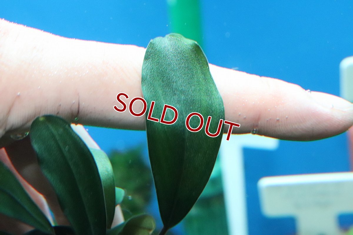 画像3: 【30%OFF対象商品30周年セール 水草】【通販 水草】ブセファランドラ sp グリーンブロードリーフ(輸入品)【1ポット サンプル画像】（陰性水草)（生体）（熱帯魚） (3)